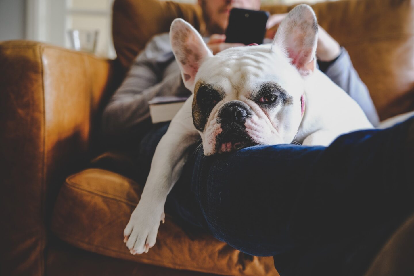 dog sitting on man's lap at pet friendly apartment