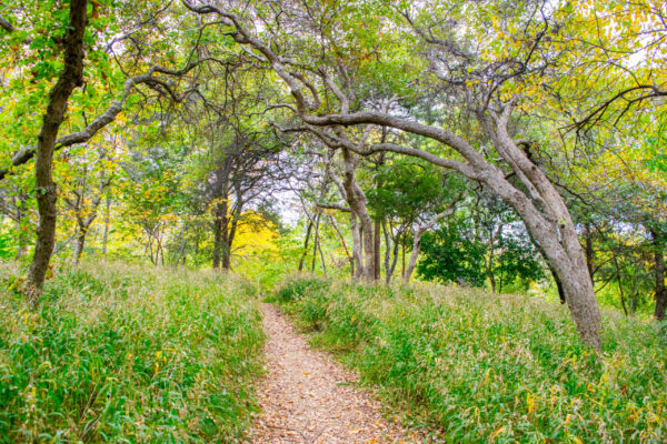 Trail in Picturesque Deciduous Forest (Autumn)