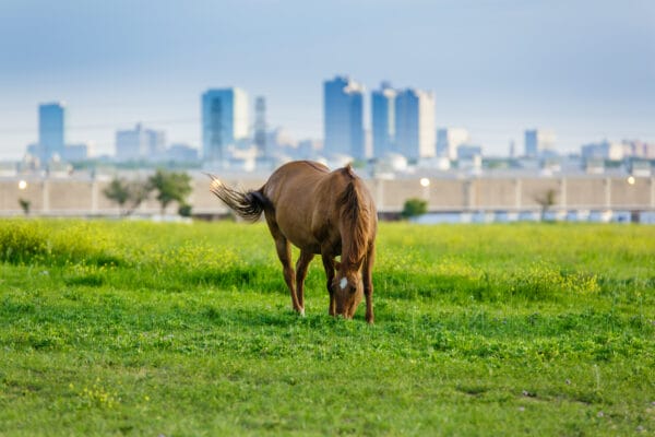 A horse grazes in a pasture in the city limits of Fort Worth, Texas, with the city's skyline behind it.