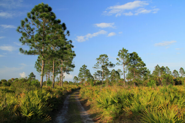 Scenic Pinelands in the Bear Island Unit of Big Cypress National Preserve, Florida Everglades