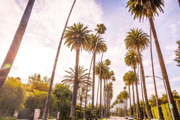 High palm trees in Hollywood, Los Angeles USA