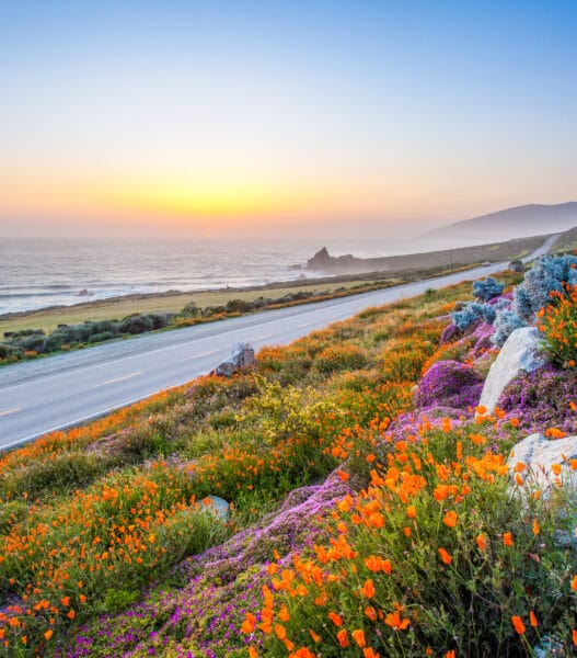 wild flowers and California coastline in Big Sur at sunset.