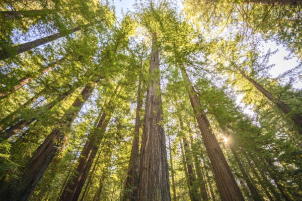 Sunrise in the Redwoods