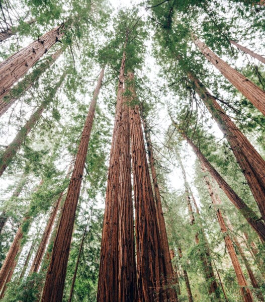 redwood national forest