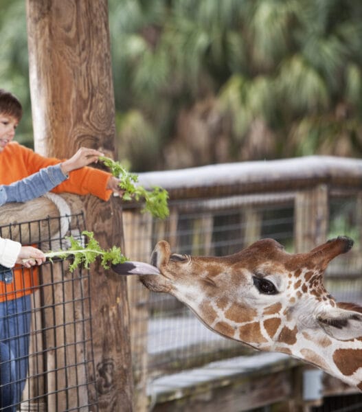 Children at zoo feeding giraffe