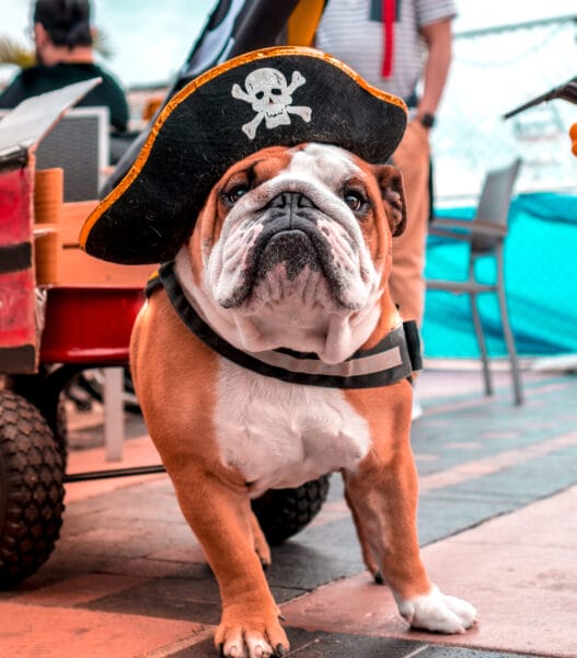 Pirate Dog
